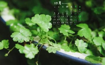 12月份幼儿园教师心得7篇