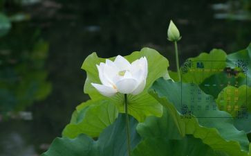 6月班主任工作总结8篇