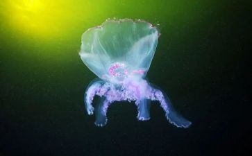 我的生物老师作文6篇