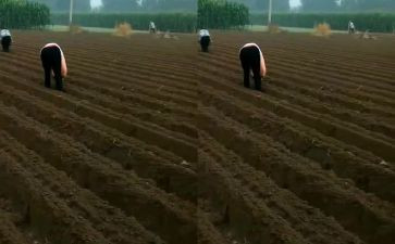 播种希望演讲稿6篇