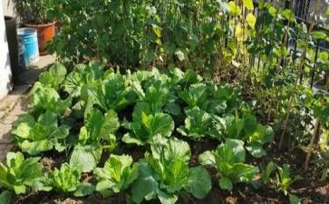 教做菜的作文最新6篇