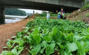 蔬菜营养多小班教案5篇