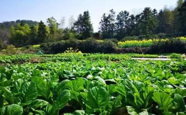 教做菜的作文精选7篇