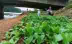 蔬菜营养多小班教案5篇
