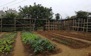 爷爷的菜园作文600字6篇