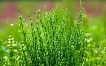 有趣的草教案反思5篇