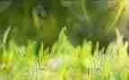 查含羞草的作文优秀5篇