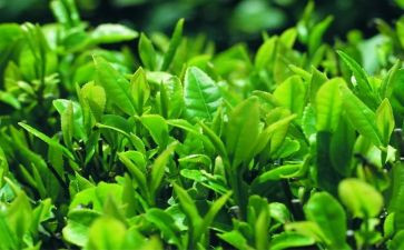 茶的语言教案优质6篇