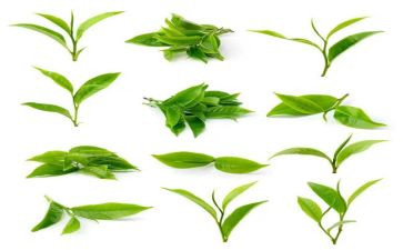 茶的语言教案推荐7篇