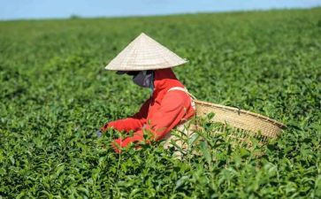 对茶的认识和心得体会优秀6篇