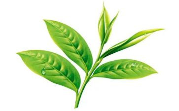 茶艺社心得体会6篇