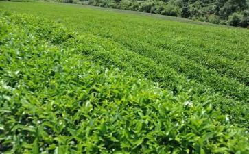 对茶的认识和心得体会7篇