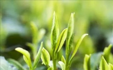 幼儿园关于茶的语言教案最新5篇