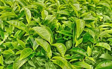 茶楼工作总结6篇