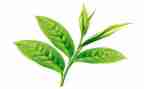 茶艺社心得体会6篇