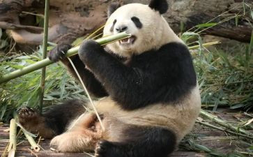 2024成都作文精选5篇