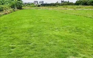 地球的演讲稿5篇