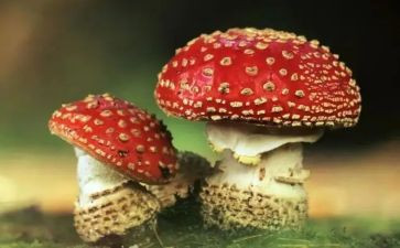 禁毒学校领导讲话稿8篇
