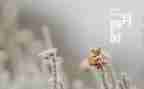 二月二龙抬头作文推荐7篇