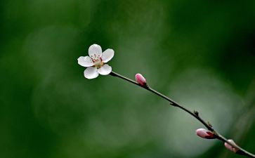 记忆里的芬芳作文通用5篇