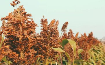 《红高粱》读书心得7篇