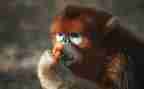 猴子的教案优秀5篇