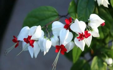 花园里的教案8篇