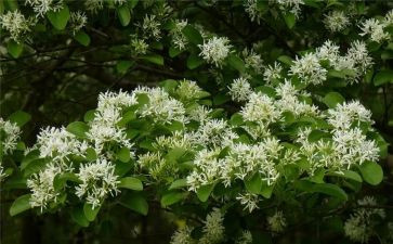 大班关于花语言教案最新8篇