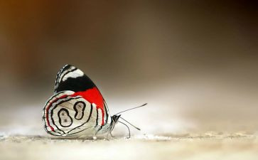 音乐课蝴蝶教案8篇