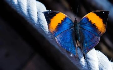 蝴蝶作文600字优秀6篇