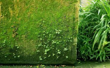 校园角落作文7篇