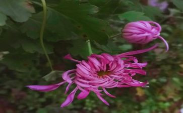 描写菊花的作文7篇