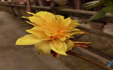 我喜欢野菊花作文5篇