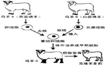 我被克隆了作文300字8篇
