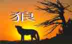 《狼》读后感300字模板6篇