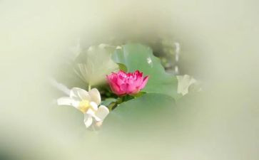 莲花塘作文400字5篇