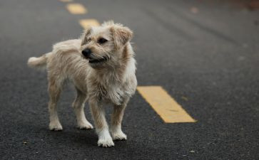 苦儿流浪流浪记读后感6篇