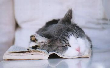 老舍《猫》心得体会6篇