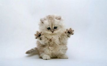 幼儿园熊猫教案6篇
