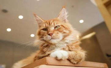 关于介绍猫的演讲稿精选8篇