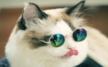 黑猫读后感8篇