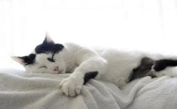 功夫熊猫1作文5篇