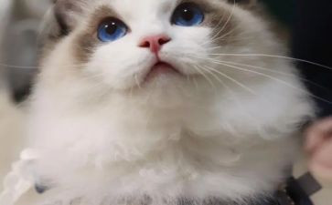 郑振铎《猫》读后感8篇