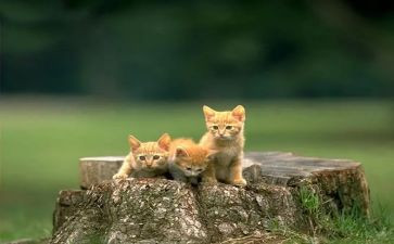 猫的教学教案优质6篇