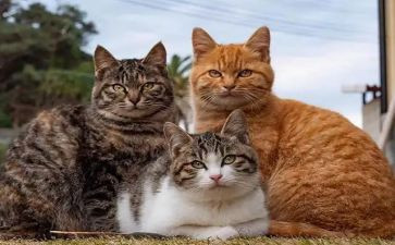 朝花夕拾狗.猫.鼠读后感参考7篇