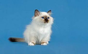 小猫钓鱼中班教案5篇