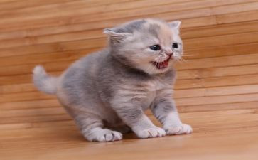熊猫优秀作文通用7篇