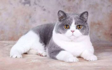 朝花夕拾狗.猫.鼠读后感优秀5篇