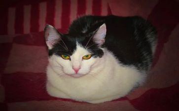 大猫和小猫幼儿教案5篇