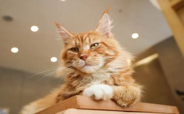 4年级下册猫的教案最新6篇